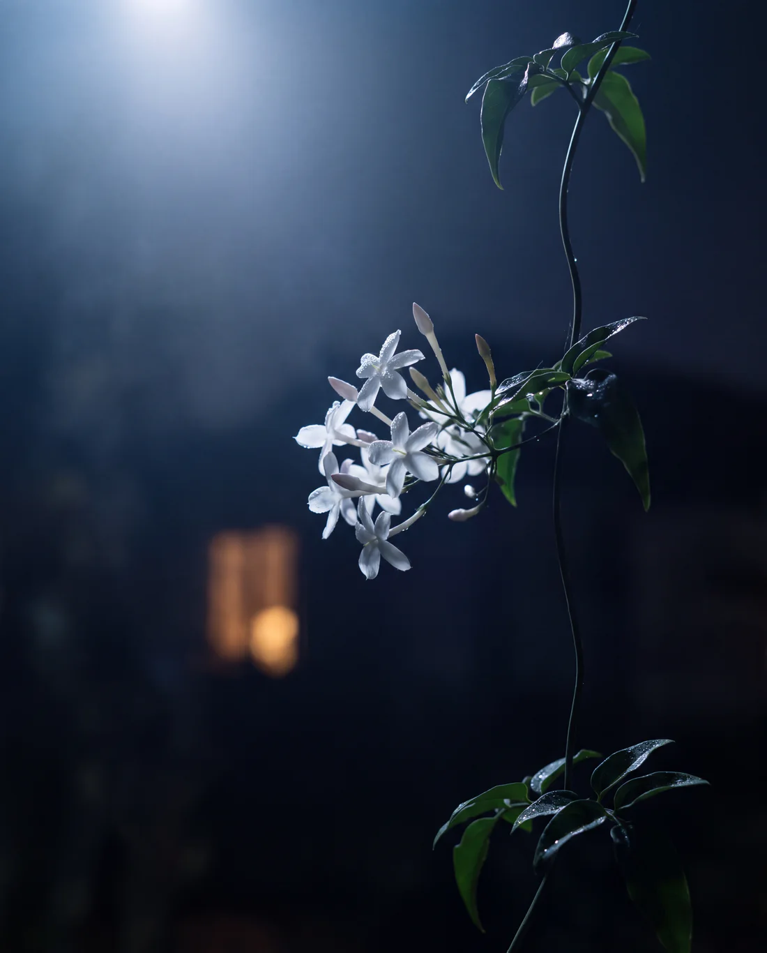 White jasmine flowers opening on a dark vine in moonlight, a warm window glowing far behind.