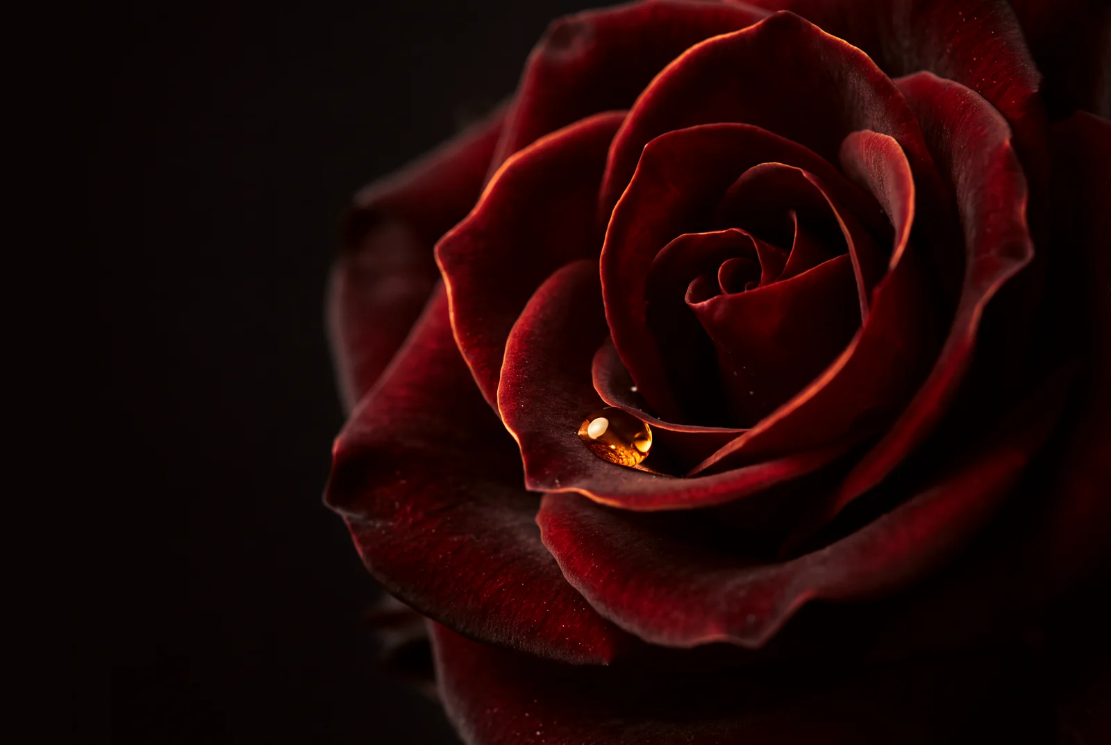 A dark crimson rose in close-up, a single bead of golden oil resting on an inner petal.